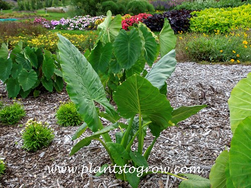 Borneo Giant (Alocasia macrorrhiza) 
This was in a display garden in hardiness zone #5. Can be brought indoors and stored over the winter